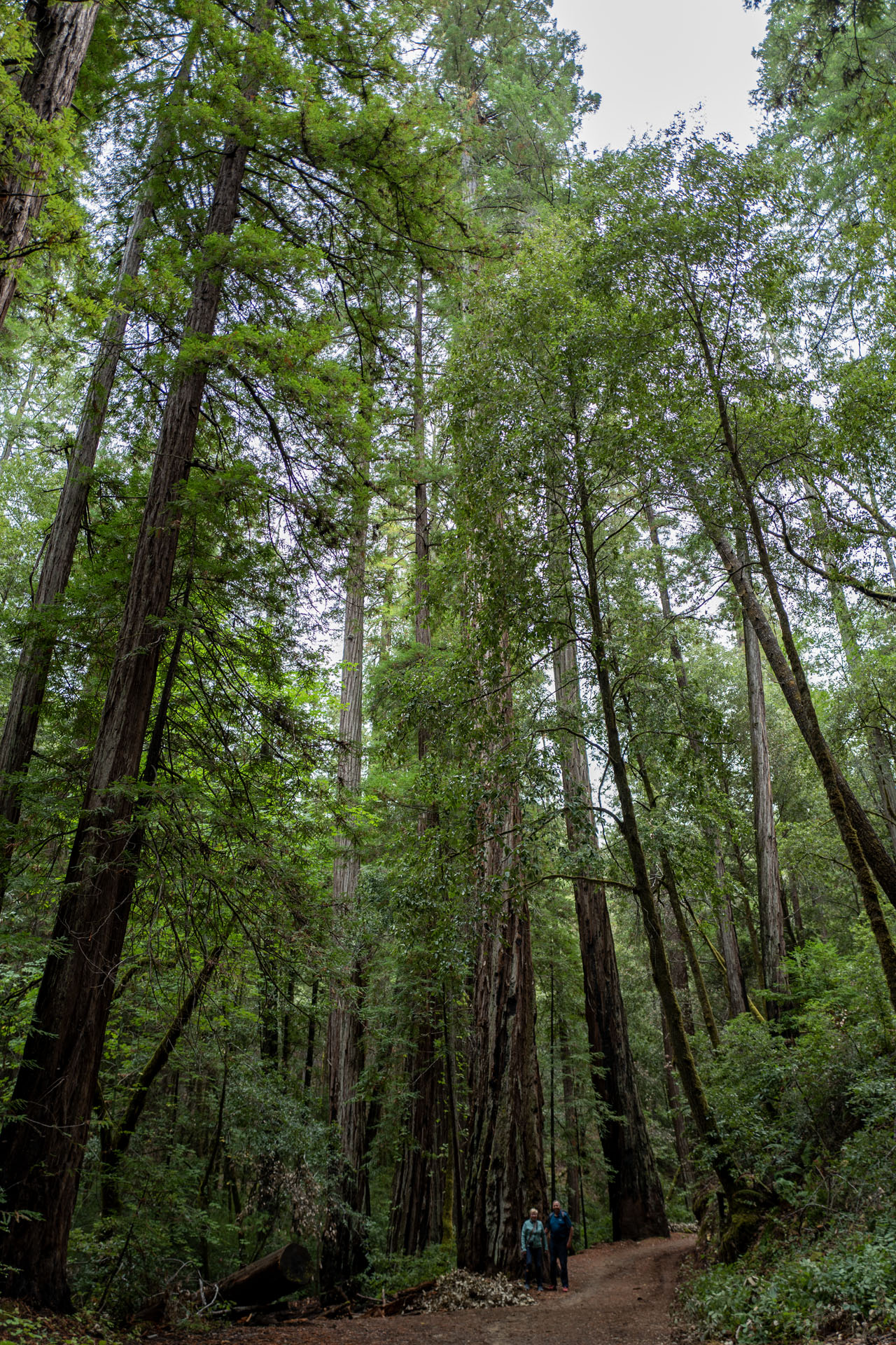 Redwoods im Montgomery Woods State Natural Reserve