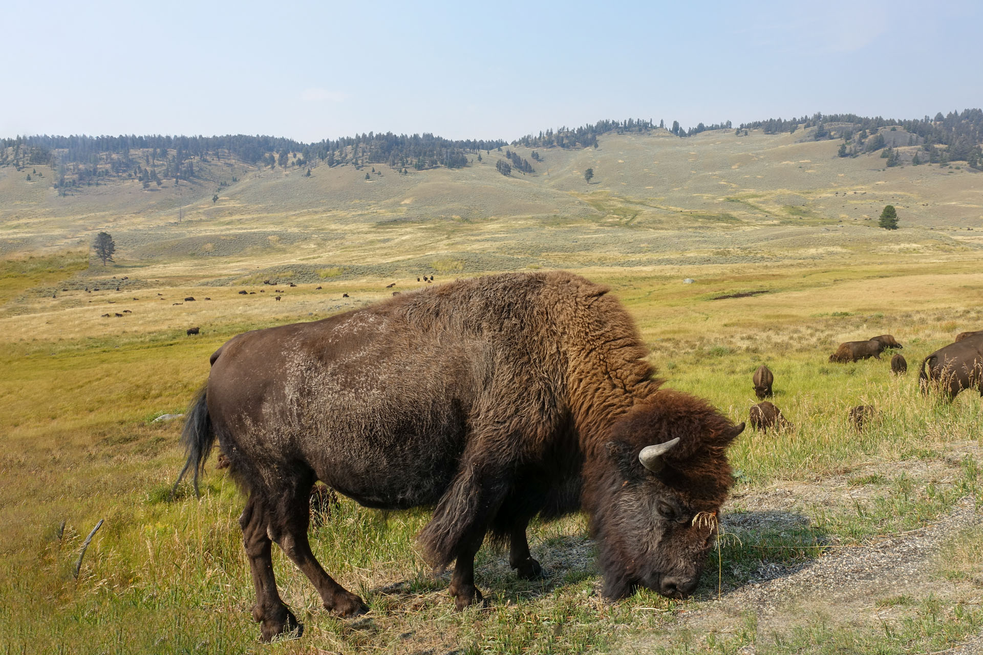 Bison in Yellowstone